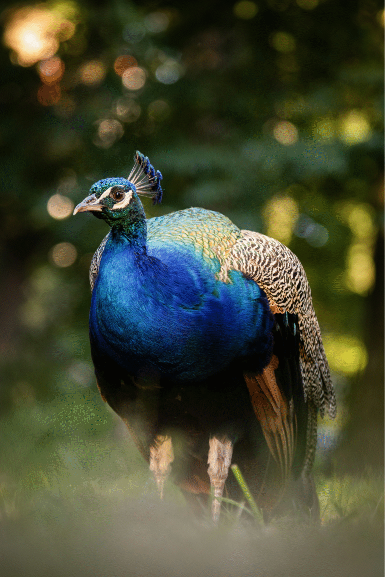 Bird watching in Kumana National Park Sri Lanka