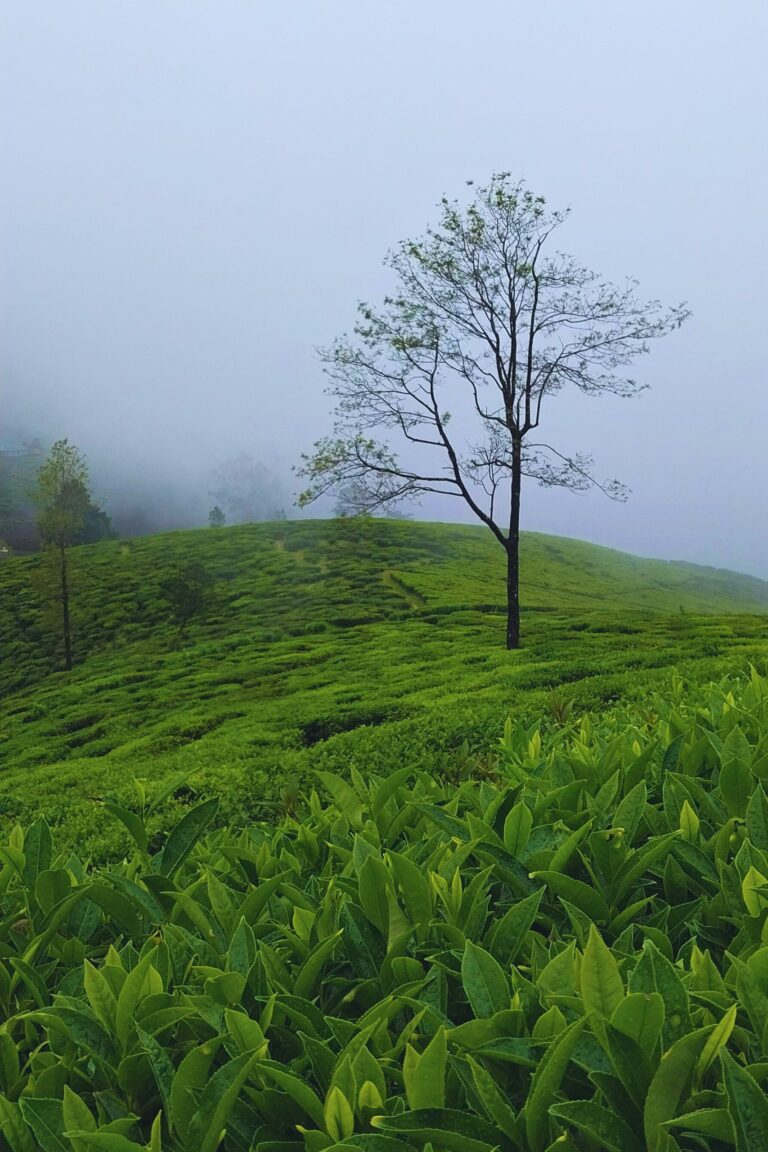 Lush green hills and tea estates around Single Tree Hill