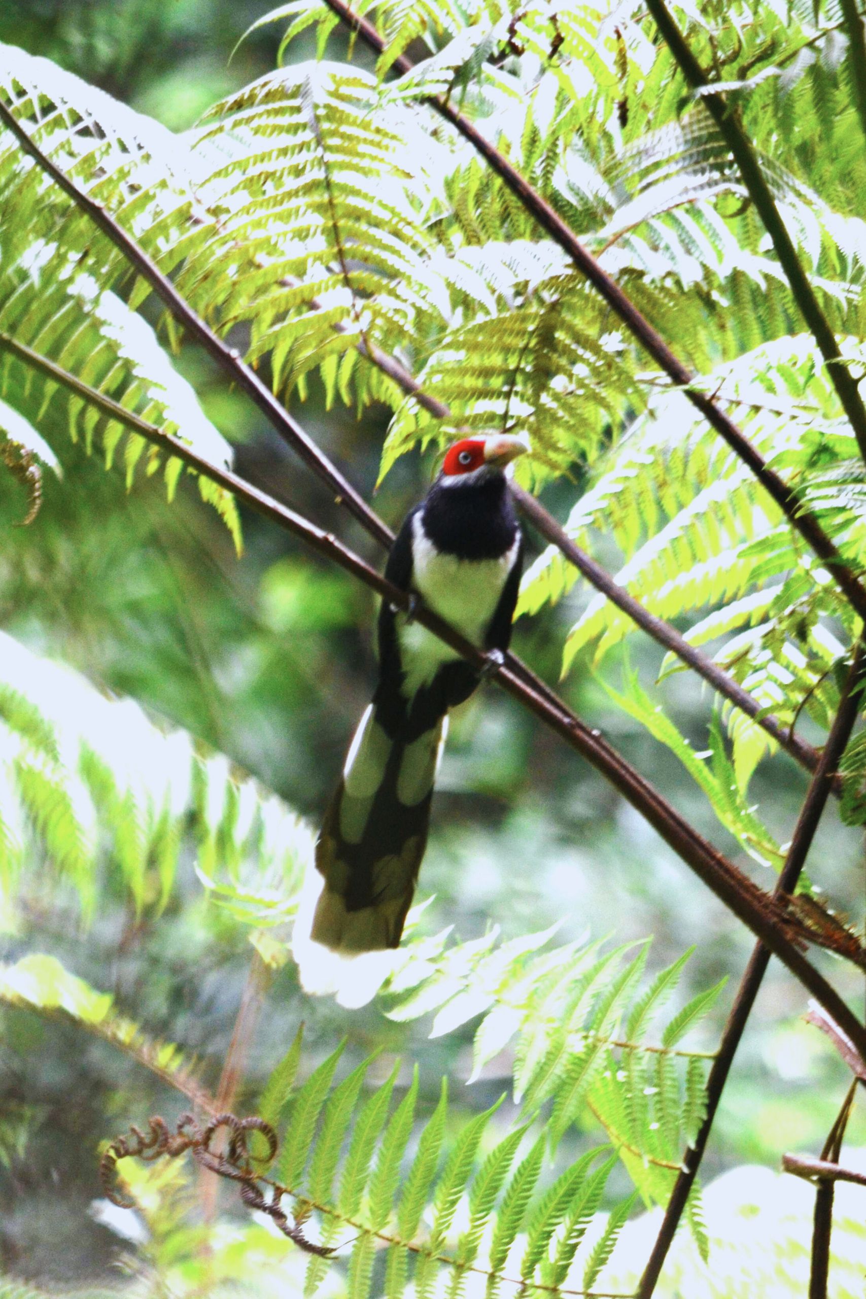 Red faced malkoha perched on a tree branch in Sri Lanka