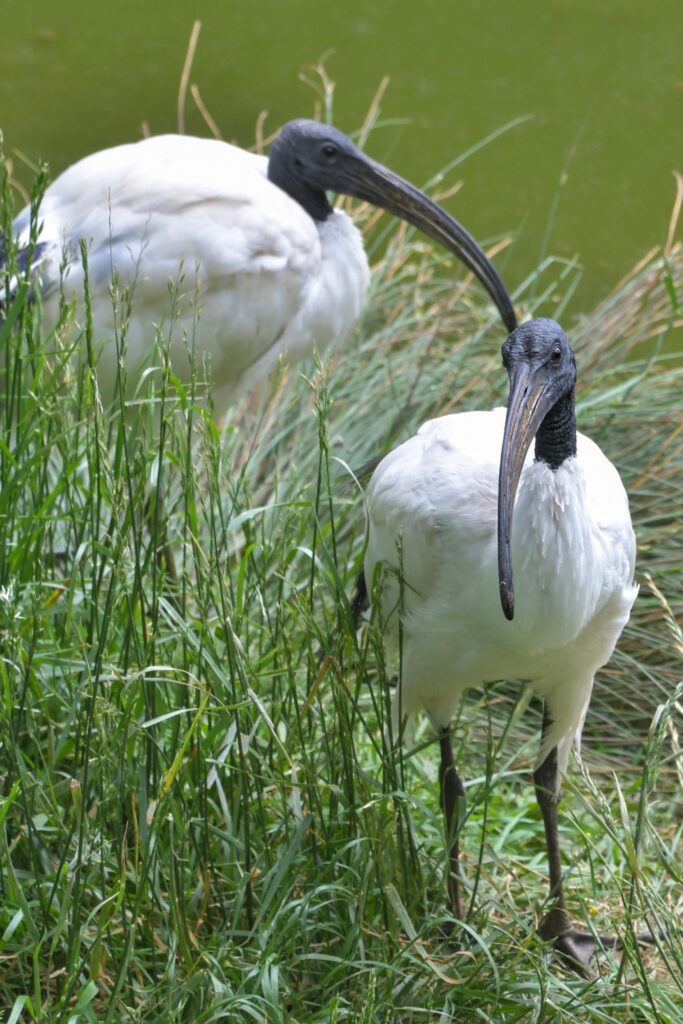 Black headed ibis standing in Sri Lanka wetland