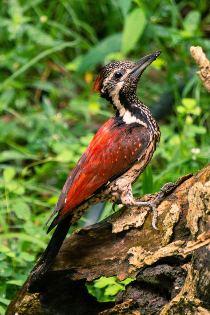 Red-backed Flameback bird perched on a tree branch in Sri Lanka